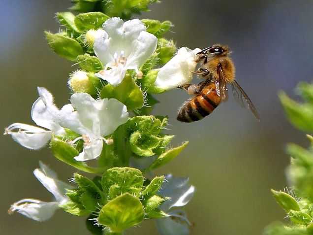 bees-pollenating-basil